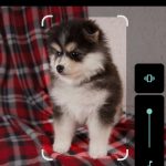 فروش سگ دورگه پامرروباهی موبلند