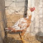 خروس لاری اشامو