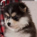 فروش سگ دورگه پامرروباهی موبلند