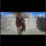 اسب‌ فروشی