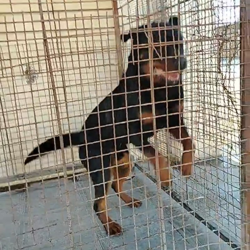 سگ روتوایلر