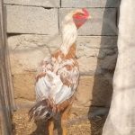 خروس لاری اشامو