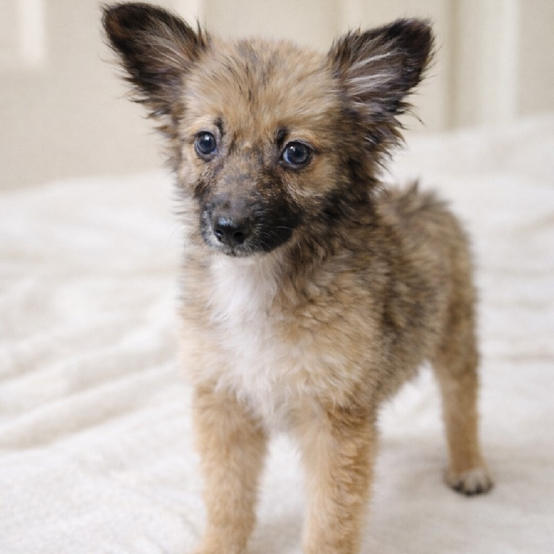 واگذاری سگ اشپیتز خالص ۲ماهه