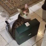 واگذاری موقت گربه