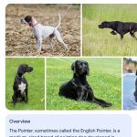 توله سگ پوینتر بلک