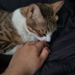 واگذاری موقت گربه