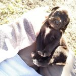 توله سگ پوینتر بلک