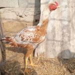 خروس لاری اشامو