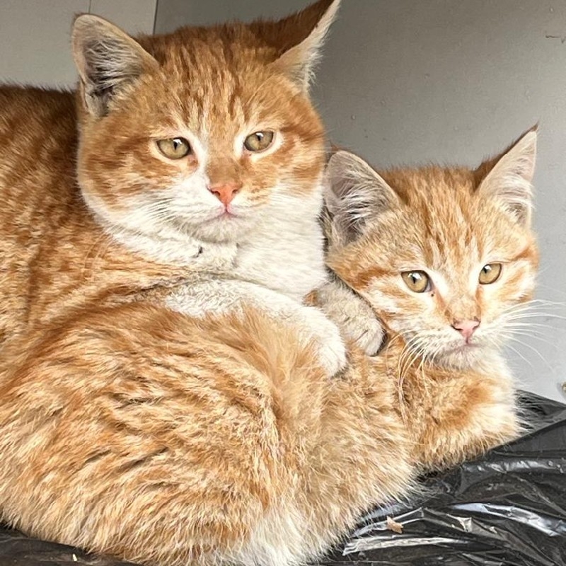 واگذاری بچه گربه