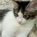 واگذاری رایگان گربه نرم و پشمالو😻