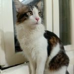 واگذاری رایگان گربه نرم و پشمالو😻