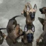 🐶فروش توله روتوایلر اصیل | سالم، فعال، آماده تحویل | قیمت مناسب