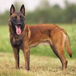 🐶فروش توله روتوایلر اصیل | سالم، فعال، آماده تحویل | قیمت مناسب