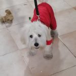 شیتزو تریر نر یک ساله