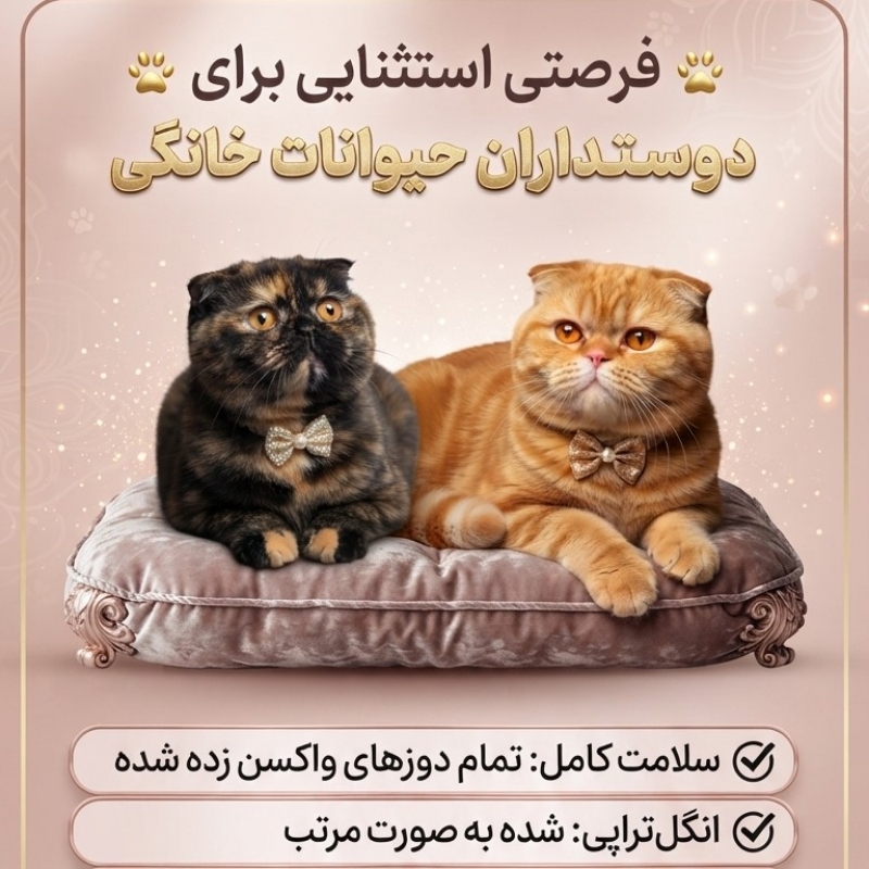 دوتا گربه اسکاتیش