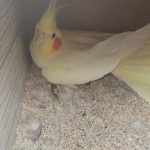 یک جفت عروس هلندی با تخم