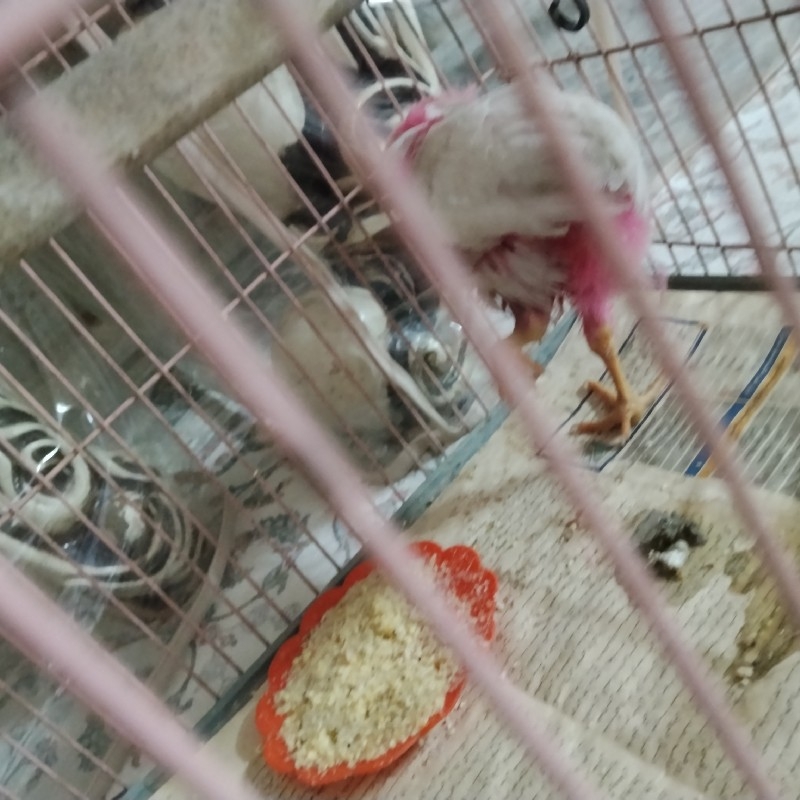 جوجه رنگی زرنگ