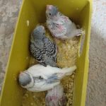 جوجه مرغ عشق سرلاکی