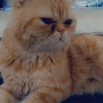 گربه اسکاتیش نر و ماده