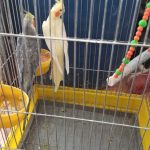 یک جفت عروس هلندی با تخم