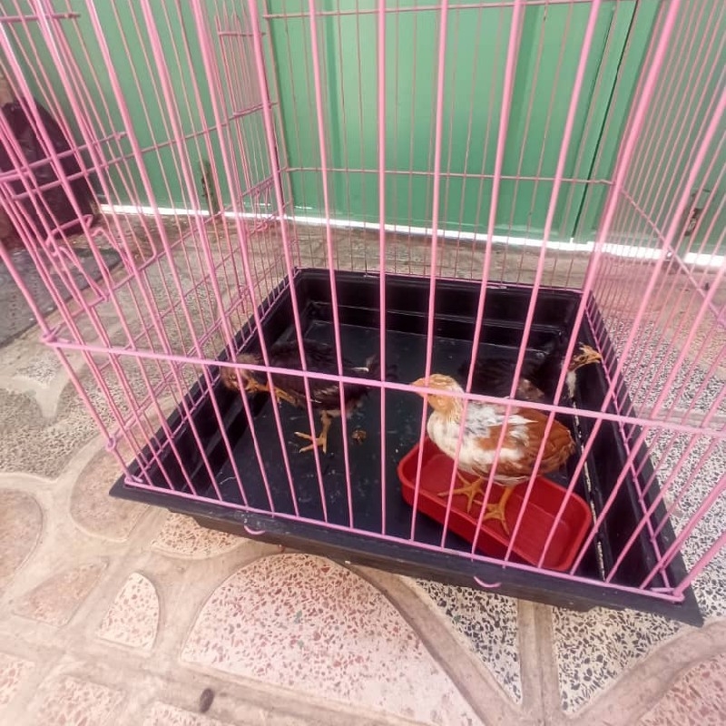 خروس گلین