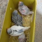 جوجه مرغ عشق سرلاکی