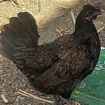 مرغ اصیل