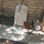 جوجه محلی شش ماهه