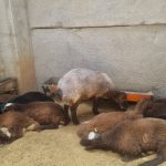 فروش قوچ همو