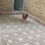 جوجه محلی شش ماهه