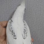 عروس هلندی جفت