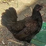مرغ اصیل