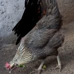 مرغ اصیل