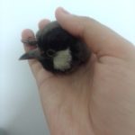 بلبل خرمایی