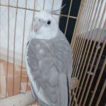 عروس هلندی جفت