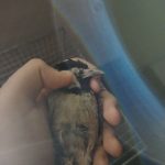 بلبل خرمایی