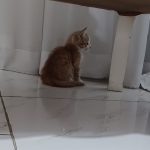 واگذاری رایگان بچه گربه بغلی
