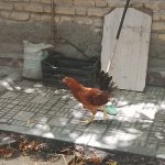 جوجه محلی شش ماهه