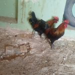 مرغ و خروس