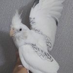 عروس هلندی جفت