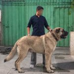 سگ سرابی . قفقازی.  کانگال . آلابای . پژدر