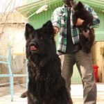 خرید و فروش سگ