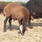 بره نر سالم