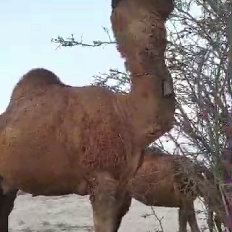 فروش شتر اصیل بستکی ،گوده ای