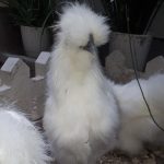 مرغ و خروس ابریشمی