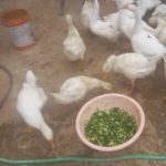 غاز اوکراینی سفید