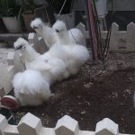 مرغ و خروس ابریشمی