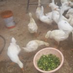 فروش قوقاز